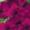 Petunia grandiflora 'Burgundy' - petúnia - CS9