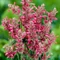 Agastache mexicana 'Red Fortune' - izsópfű - CS12
