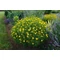 Coreopsis verticillata 'Zagreb' - menyecskeszem - CS11