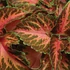 Kép 1/2 - Coleus blumei 'Coral Sunrise' - díszcsalán - CS9