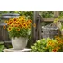 Kép 2/2 - Coreopsis grandiflora UpTick™ Gold & Bronze - menyecskeszem - CS12