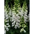 Kép 3/3 - Digitalis purpurea 'Dalmatian Mix' - gyűszűvirág - CS19