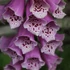Kép 2/3 - Digitalis purpurea 'Dalmatian Mix' - gyűszűvirág - CS19