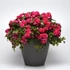 Kép 1/2 - Impatiens walleriana 'Bonita Rose' - nebáncsvirág, vízifukszia - CS12