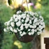 Kép 1/2 - Impatiens walleriana 'Bonita White' - nebáncsvirág, vízifukszia - CS12