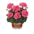 Kép 1/3 - Pelargonium zonale 'Dolce Vita Lisa/Hot Coral' – bokor vagy álló muskátli - CS12