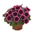 Kép 1/2 - Petunia hybrida 'Burgundy Gem' - petúnia - CS12