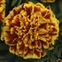 Kép 1/2 - Tagetes patula 'Aton Bee' - kisvirágú bársonyvirág, büdöske - CS9
