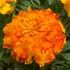Kép 1/2 - Tagetes triploid 'Endurance Sunset Gold' - kisvirágú bársonyvirág, büdöske - CS9