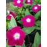 Kép 2/2 - Catharanthus roseus 'Patricia Burgundy Halo' - vinca, vinka - CS9
