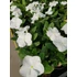 Kép 2/2 - Catharanthus roseus 'Titan White' - vinca, vinka - CS9