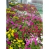 Kép 2/2 - Petunia calibrachoa 'Aloha Kona Yellow' - mini virágú petúnia - CS12