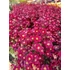 Kép 2/2 - Saxifraga arendsii 'Touran Red' – mohalevelű kőtörőfű - CS12