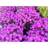 Kép 2/2 - Aubrieta hybrida Axcent Purple– pázsitviola - CS12