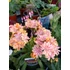 Kép 2/4 - Lewisia cotyledon 'Elise Mix' – változékony dohánygyökér - CS12