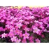 Kép 2/2 - Saxifraga arendsii 'Touran Pink' – mohalevelű kőtörőfű - CS12