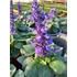 Kép 3/3 - Salvia farinacea 'Mysty' - lisztes zsálya - CS14