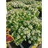 Kép 2/2 - Lobularia maritima 'Alice White' - illatos ternye - CS9