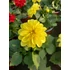 Kép 2/3 - Dahlia x hybrida 'Yellow' - törpe dália - CS14