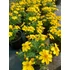 Kép 2/2 - Bidens ferulifolia 'Biddy Gonzales' - balkon aranya - CS12