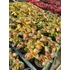 Kép 2/2 - Coleus blumei 'Coral Sunrise' - díszcsalán - CS9