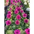 Kép 2/2 - Petunia grandiflora 'Burgundy Picotee' - petúnia - CS9