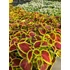 Kép 2/2 - Coleus blumei 'Scarlet' - díszcsalán - CS9