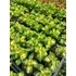 Kép 3/3 - Coleus blumei 'Jade' - díszcsalán - CS9