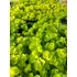 Kép 3/3 - Lysimachia nummularia 'Goldilocks' - pénzlevelű lizinka - CS12
