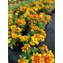 Kép 2/3 - Bidens ferulifolia 'Red Eye' - balkon aranya - CS12