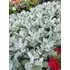 Kép 2/3 - Jacobaea maritima (Senecio cineraria)  Silver Dust - hamvaska - CS9