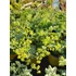 Kép 3/3 - Alchemilla mollis 'Auslese' – lágyszőrű palástfű – CS12
