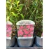 Kép 2/3 - Spiraea japonica 'Anthony Waterer' - japán gyöngyvessző - CS17