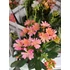 Kép 3/4 - Lewisia cotyledon 'Elise Mix' – változékony dohánygyökér - CS12