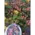 Kép 2/2 - Hypericum 'Miracle Blossom' - orbáncfű - CS15