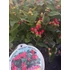Kép 2/3 - Hypericum 'Miracle Attraction' - orbáncfű - CS15