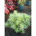 Kép 2/2 - Sedum forsterianum 'Oracle' – csomóslevelű varjúháj - CS12