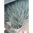 Kép 2/2 - Festuca glauca 'Elijah Blue' - kék deres csenkesz - CS10,5