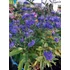 Kép 1/2 - Caryopteris clandonensis 'Grand Blue' - kékszakáll - CS21