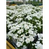 Kép 1/2 - Iberis sempervirens 'Whiteout' – örökzöld tatárvirág - CS12