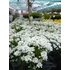 Kép 2/2 - Iberis sempervirens 'Whiteout' – örökzöld tatárvirág - CS12