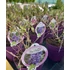 Kép 2/2 - Buddleja davidii 'Free Petite Blue Heaven' - nyári orgona - CS17