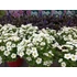 Kép 2/2 - Aubrieta hybrida Axcent White– pázsitviola - CS12