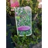 Kép 2/2 - Ceanothus impressus 'Victoria' - táskavirág - CS17