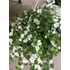 Kép 2/2 - Bacopa 'Bahia White Sand' - bakopa - CS12