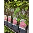 Kép 2/2 - Hydrangea paniculata 'Pink Diamond' - bugás hortenzia - CS13