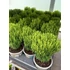 Kép 1/2 - Thuja occidentalis 'Teddy' - törpe gömbtuja - CS9