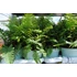 Kép 2/2 - Dryopteris affinis 'Crispa' - pelyvás pajzsika - CS12