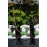 Kép 1/2 - Viburnum opulus 'Roseum' - labdarózsa - CS15