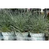 Kép 1/2 - Festuca glauca 'Elijah Blue' - kék deres csenkesz - CS10,5